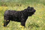 BOUVIER DES FLANDRES 480